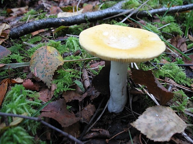 Russula claroflava